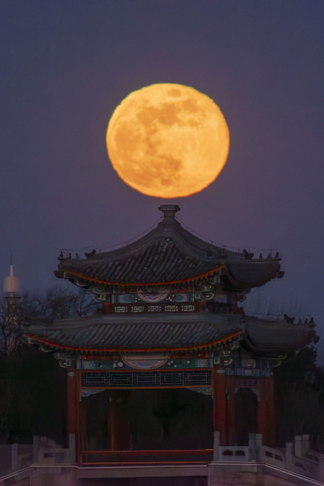 日本!酷热或加剧‘全’国性大米危机：缺水的稻米种植区正虫害泛滥