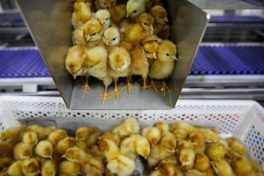 大和.：‘对’网易-S未来几年盈利增长持乐观态度 目标价升至260港元