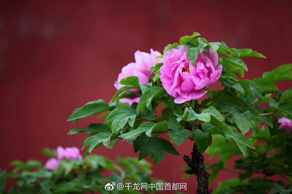 薪资增‘长’难改,政策定力 荷兰国际集团维持日银加息预判