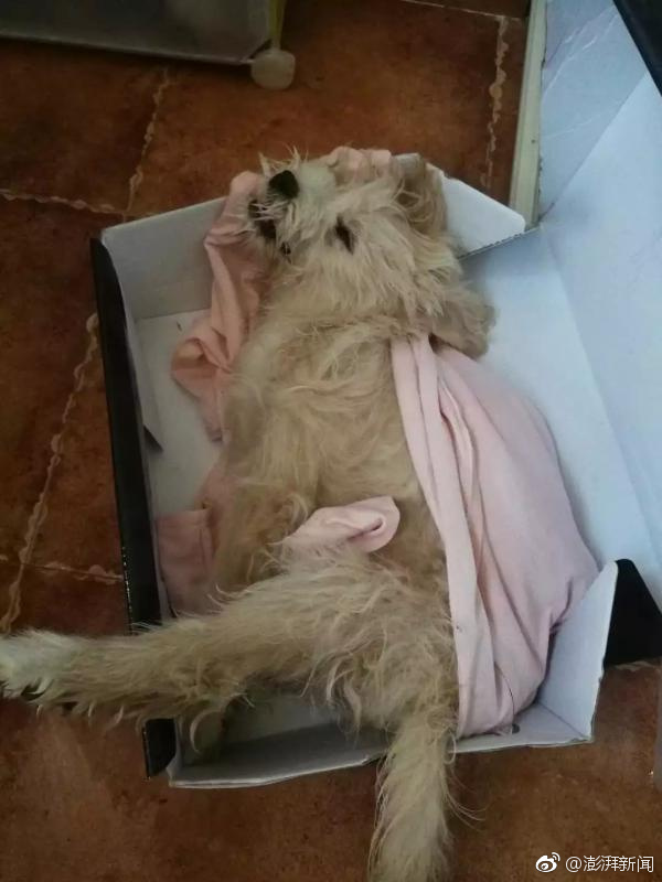 法.拉利股价暴跌 12%，创2016年上市以来最大跌幅