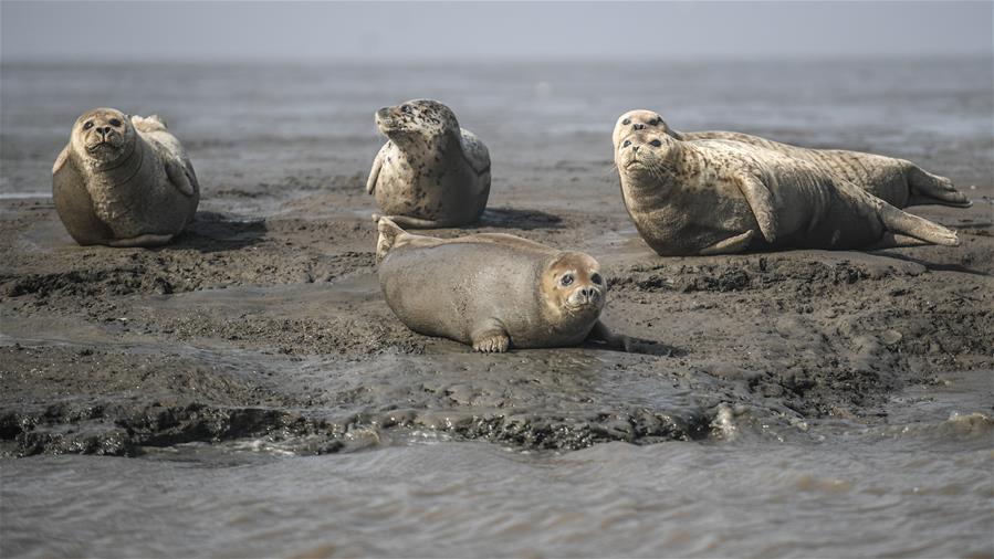 资深—企业法务战略专家姜子华：京东与微信合作变化 是中国互联网行业底层逻辑重构的显性标志