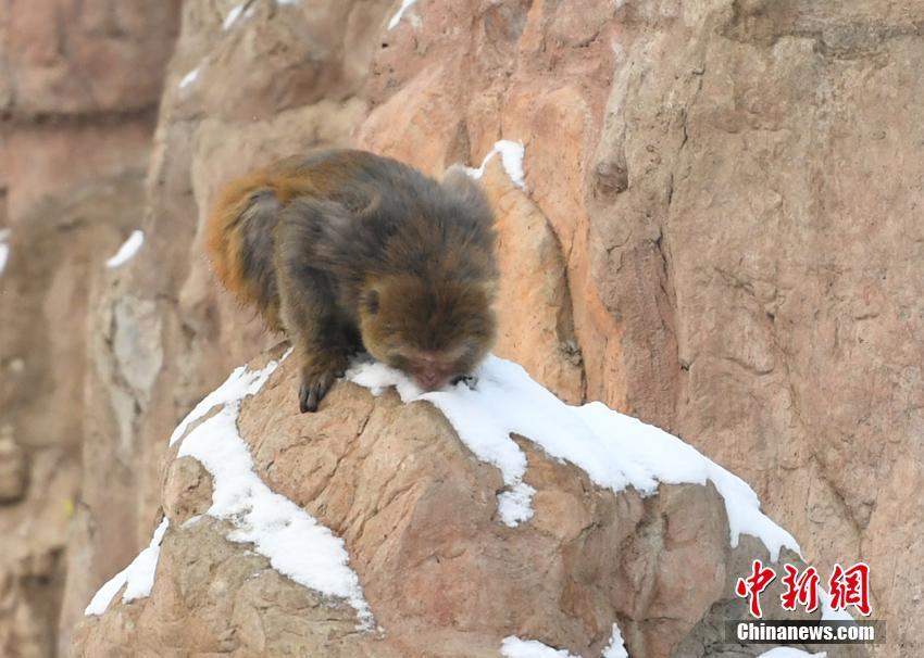 上半年全.球投影机出货量同比下降4%