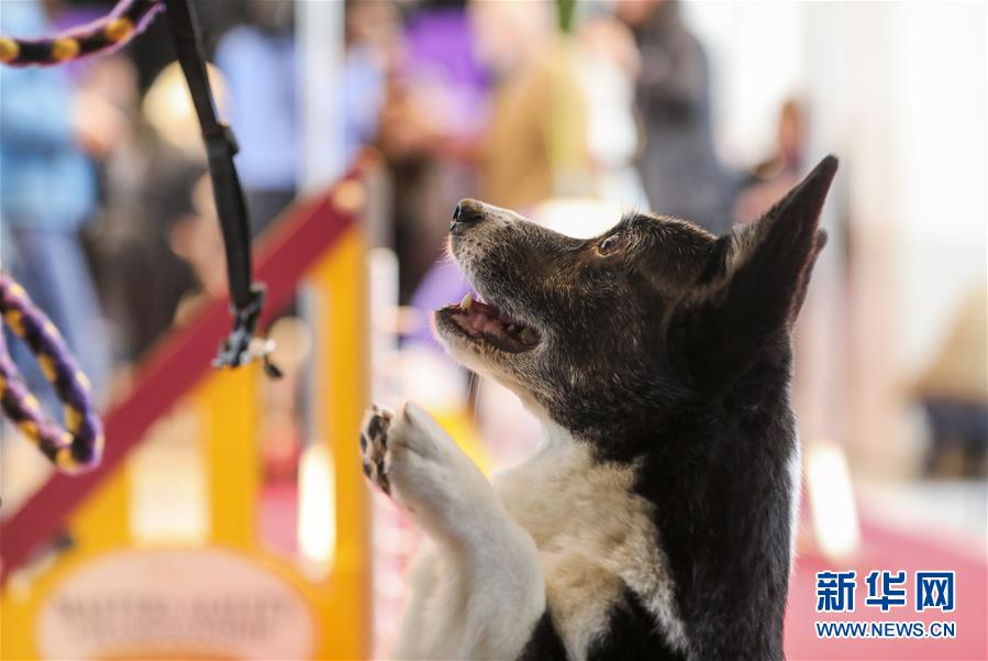 推—新品 拓市场 18家科创板AI企业共话行业新机遇