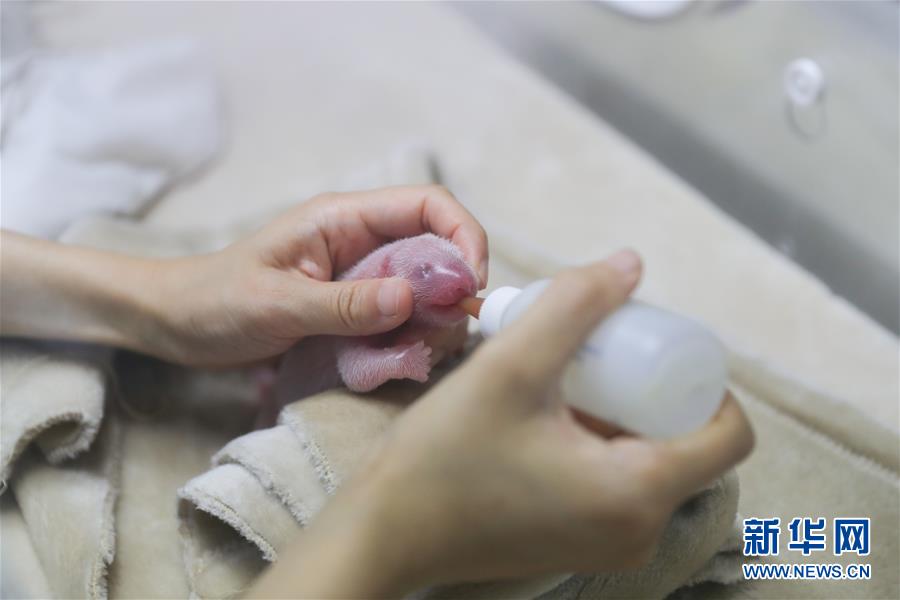 电!子ETF逆市上探4.6%，515260再创新高！中芯国际、阿里、百度国产技术突破，推动半导体走强！