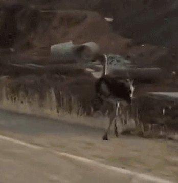 小作文突袭?！:万亿锂矿巨头跌停，发生了什么？