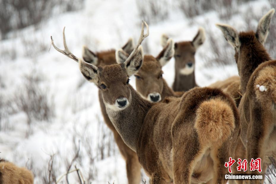 珠‘江’股;份：公司主营业务为城市服务和文体运营
