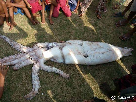 睿智医药：截,至1—1月20日股东总户数为39753户