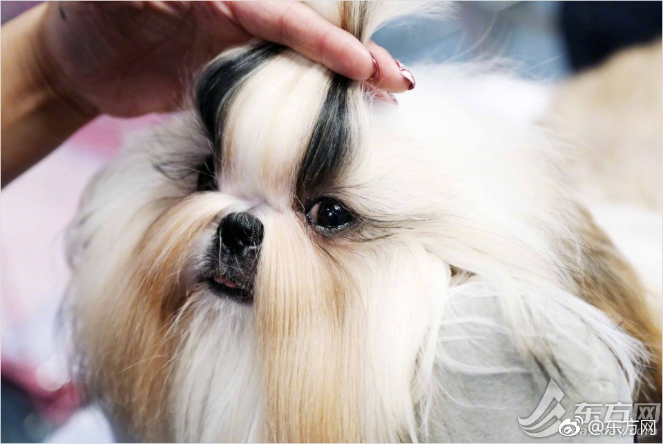 亿纬锂能：公司已为小鹏汇天下一代原理样机低压锂电池定点开发