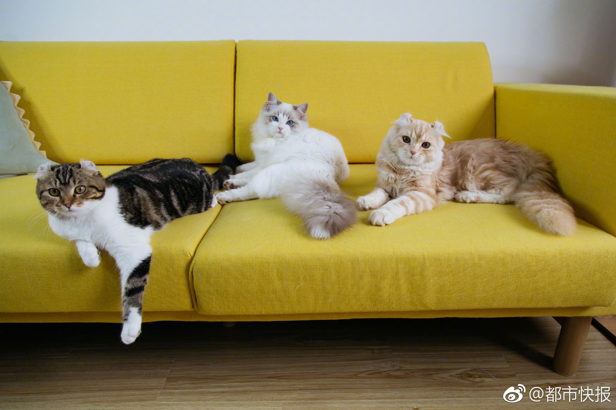 比亚!迪出席厄瓜多尔总统早餐会，展示全面新能源解决方案