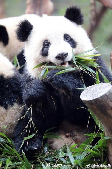 农行15连阳累涨近25%