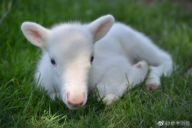 罕见;！县域农!商行迎来首席信息官