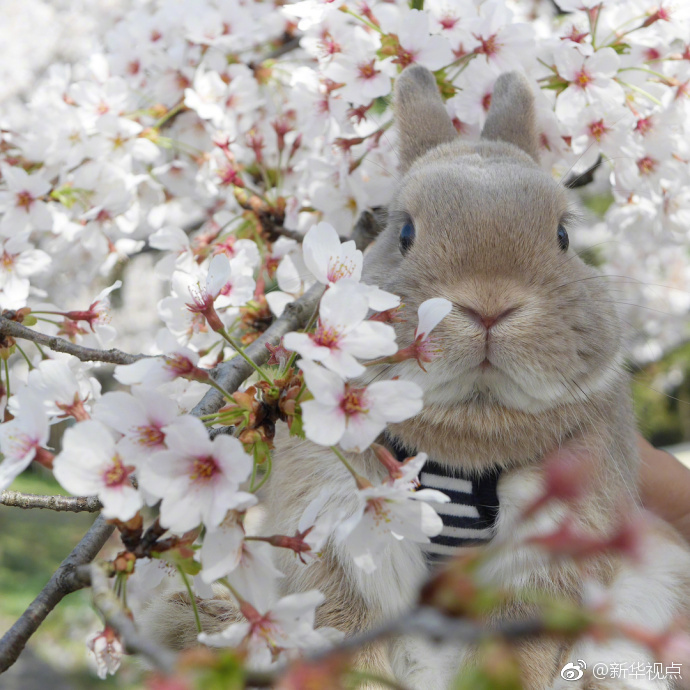 神:州信息获评2025福布斯中国出海全球化领军品牌TOP30