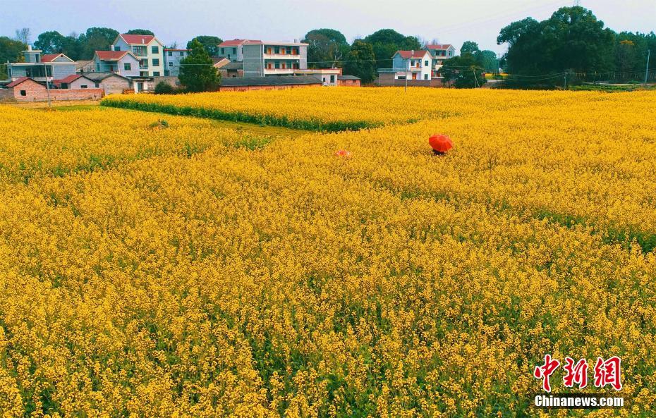 寒武.纪涨;停！股价创历史新高 总市值超3500亿元