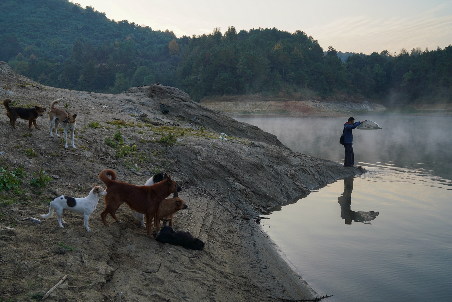 新五丰：1!0月生猪销售量61万头，同比增长56.97%