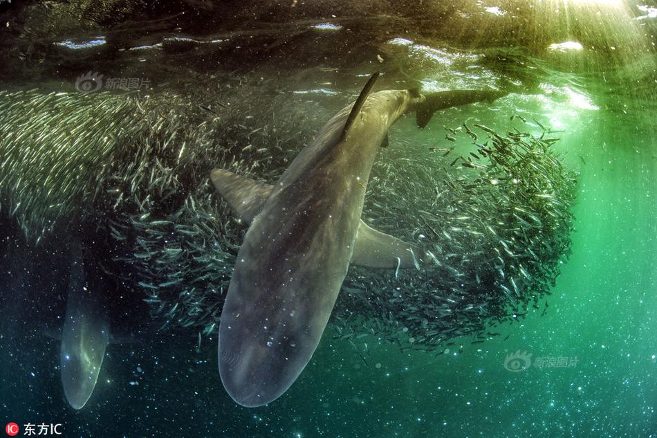 大—和：首次覆盖恒瑞医药H股予“持有”评级 目标价86港元