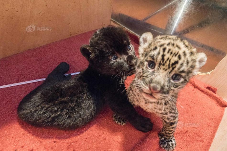 中国西电(,60117?9)6月30日股东户数16.64万户，较上期增加6.78%