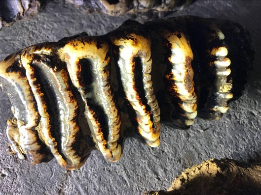 艾<为>电子：选举第四届董事会职工代表董事