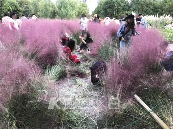 国产‘软’件与芯?片替代提速 品高股份凭 “软硬协同” 打造国产替代标杆