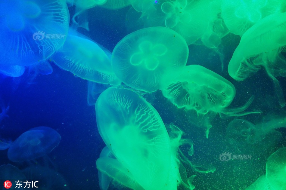 海南板块再,度走强，海南瑞泽触及涨停