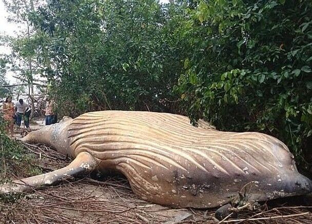 电投河—北公司（武强）50兆瓦风电项目首台风机完成基础浇筑