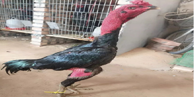 停工!停产一个多—月后，罗马仕重启招聘