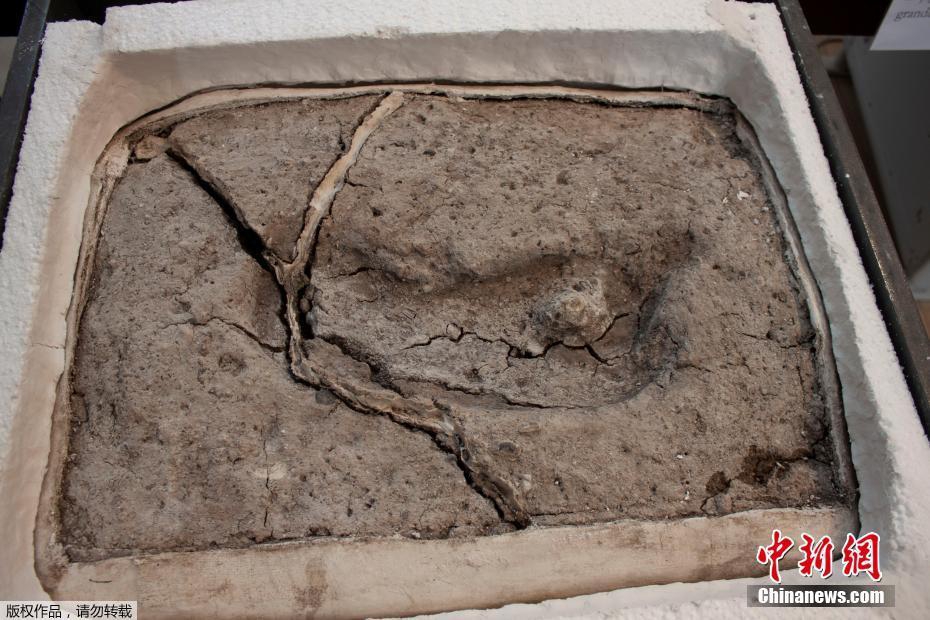 华大基因董秘徐茜获得“金:殿堂董秘”“金牌董秘名人堂”荣誉