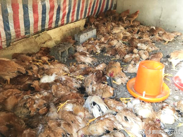 玉禾?田;：公司无逾期对外担保