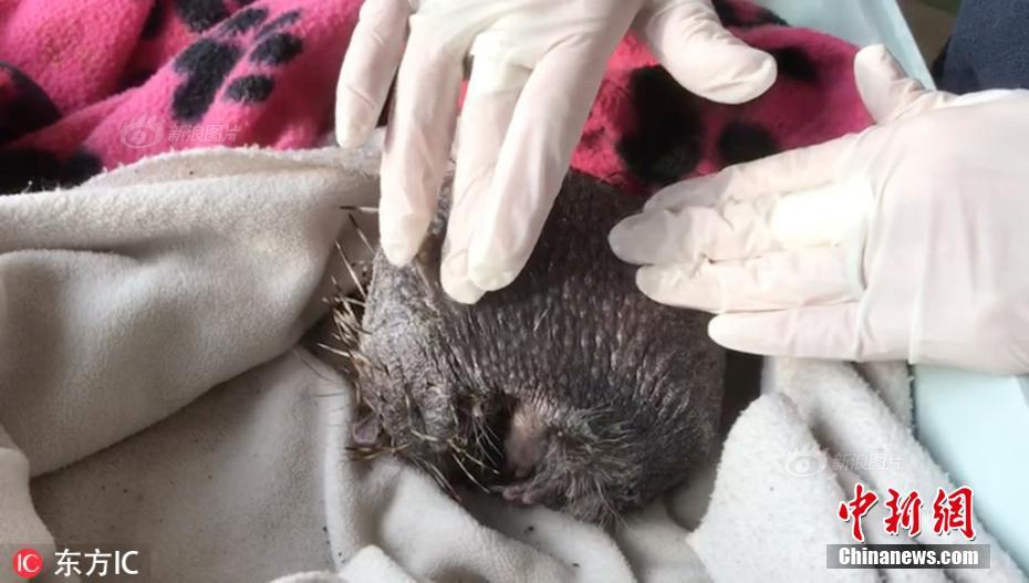 【油脂油料】美豆‘高’位回调，国—内油粕弱势运行