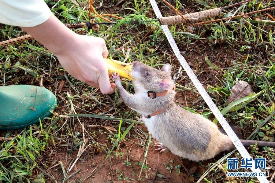 黄金，还;在涨！.再创历史
