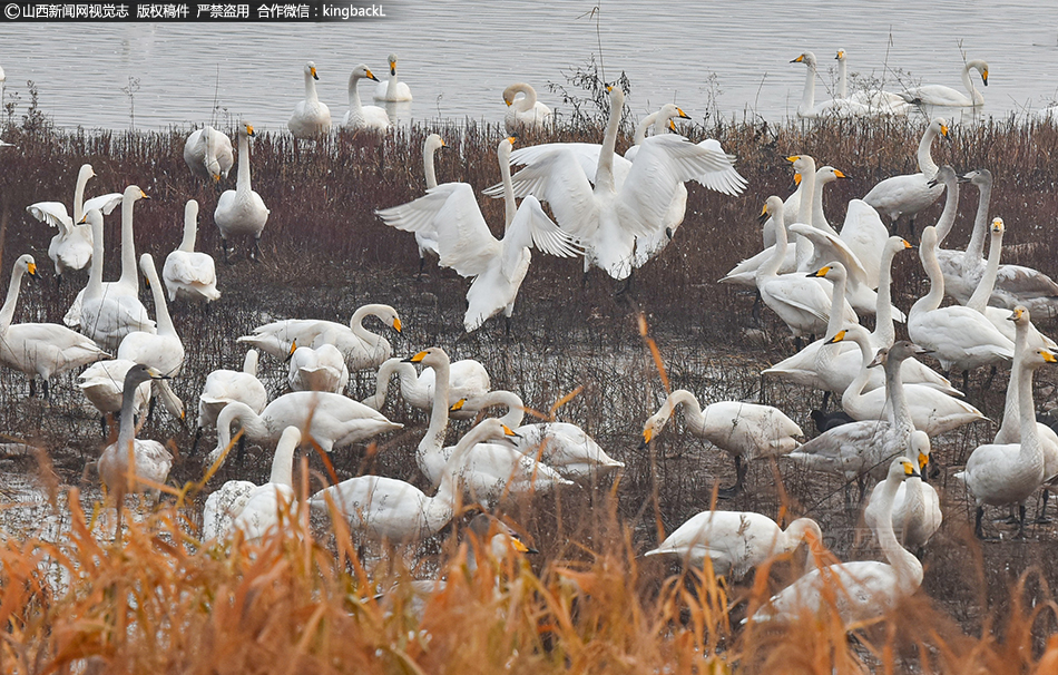 大众;造:增程车,丰田建电池厂,合资车企正在上演“生存式进化”