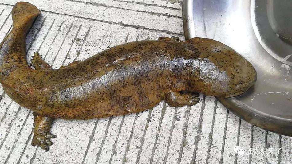 黄金税—收新政落地，潮宏基大跌9.9%，黄金股遭错杀？金饰可能又要涨价了icon_voice_onicon_voice