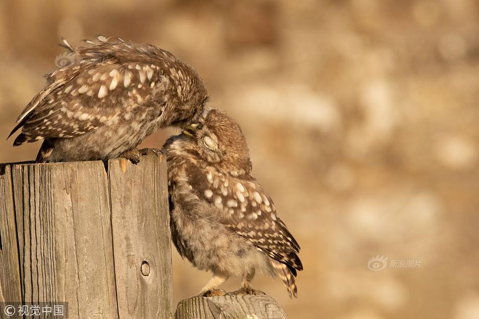 又一款基金投资利器！它被誉;为赋能.投资决策“最强大脑”