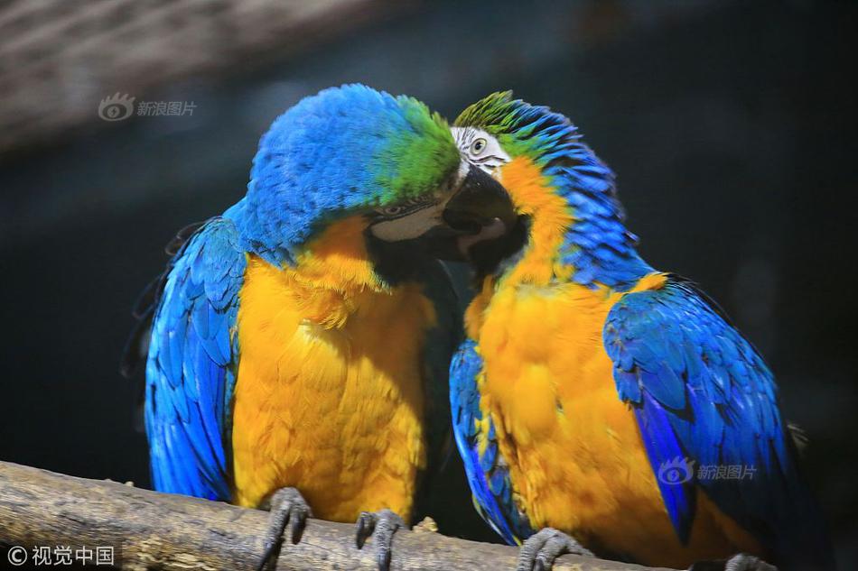 广汽华—为15亿设立华望汽车 已申请启境等商标