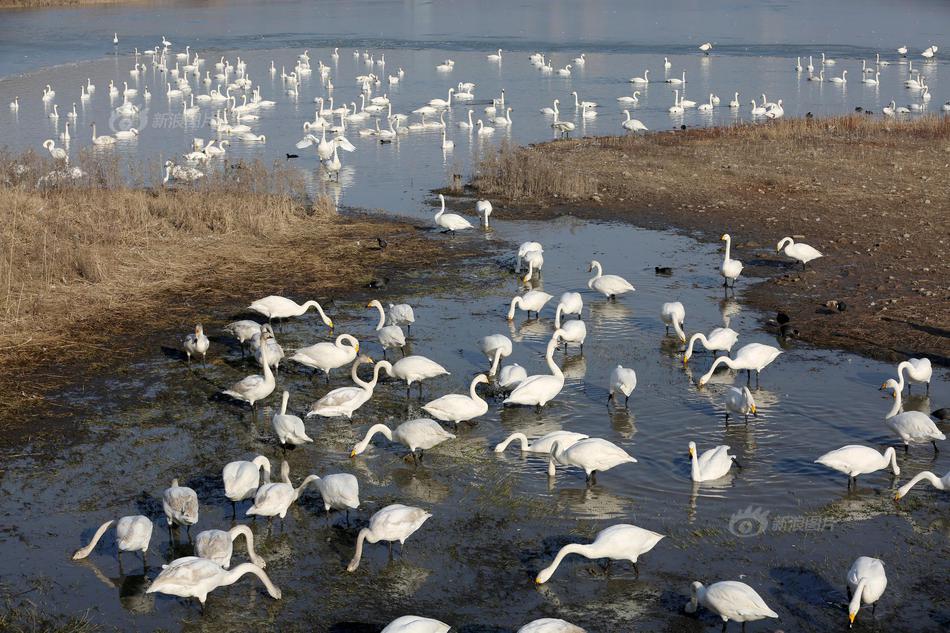 迷.你版Labubu二手市场价格出现明显回落