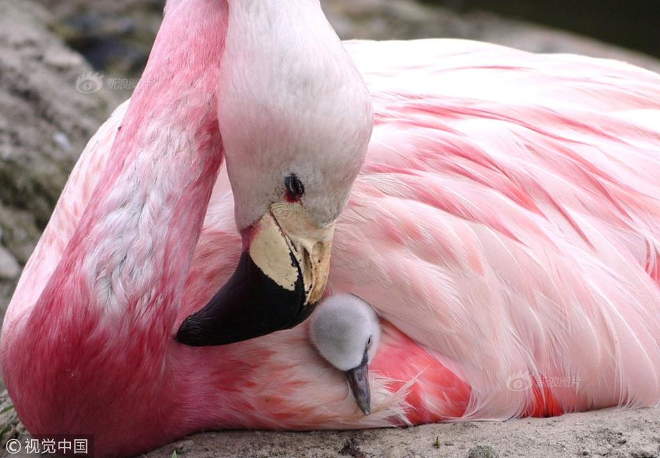 维业?股份;高层震荡：董事长张巍突然辞职，公司面临转型挑战