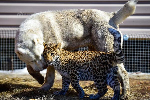 特朗?普：美方?提出的乌克兰和平方案已从28点缩减至22点