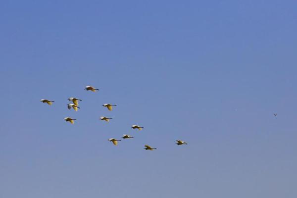 CFTC批准牌照，“预测市场龙头”Polymarket获得美国“合法身份”