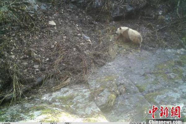 从—手机到手表，鸿蒙版一嗨租车双端齐升级，重新定义智慧租车方式