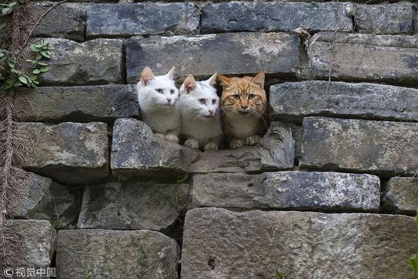 上海楼市新<政>：商贷利率不再区分首套、二套房