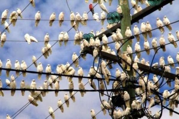 20.25‘年’9月中国物业服务企业品牌传播TOP50