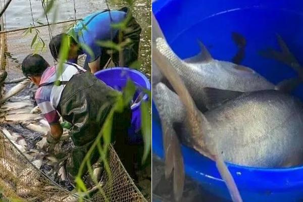 谷;歌Gemini下载量超过ChatGPT 登顶美区苹果AppStore免费榜