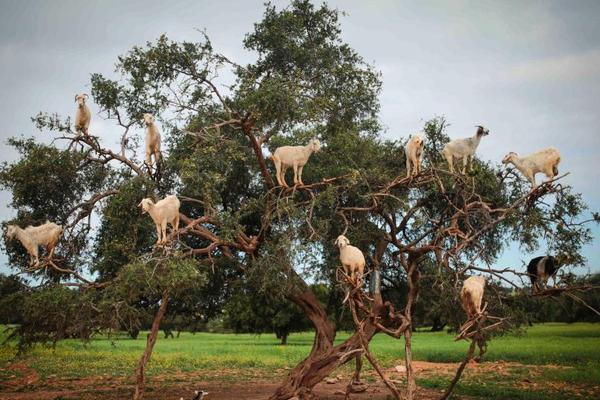 博杰:股份;：今年AI服务器营收占比预计为20%到30%