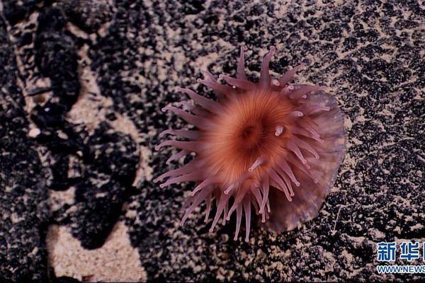 仁和:药;业（000650）：三季度净利润同比增长13%，盈利8870.89万元