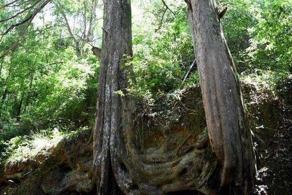 ChatGPT周活跃用户达8亿，八个月增加一倍