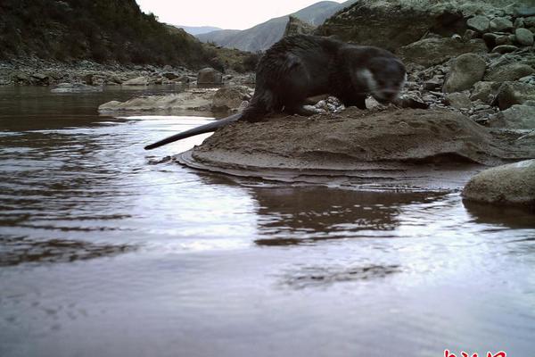 A—股五大险企前三季度狂揽4260亿，日均赚15.6亿！投资收益成最大推手