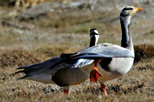 “当;前无!可购买的大额存单！”交通银行仅针对部分地区客户推出专享大额存单