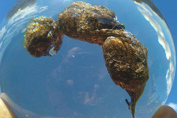 华为,系高—管辞职去海外卖户储 公司毛利率超50%急上市