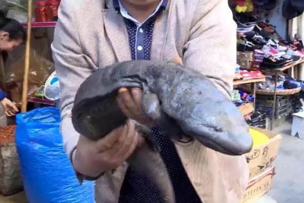 云南白药：2!025年;上半年中药资源事业群实现对外收入9.14亿元