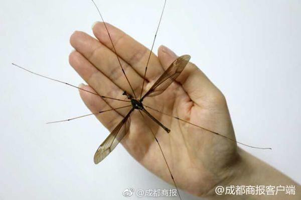 代理人:说买保险能躲债？法院强制执行戳破误区