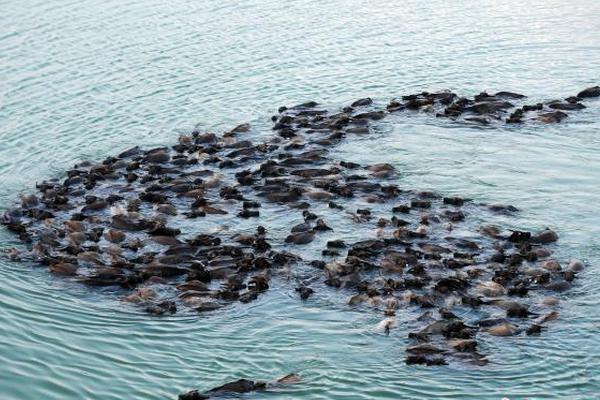 大宗商品.综述：原—油录得月跌幅 黄金上涨 铜连续四周走高